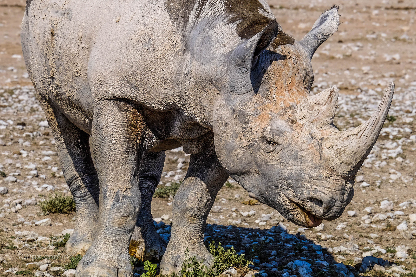 Fujifilm X-T1 sample photo. Rhino photography
