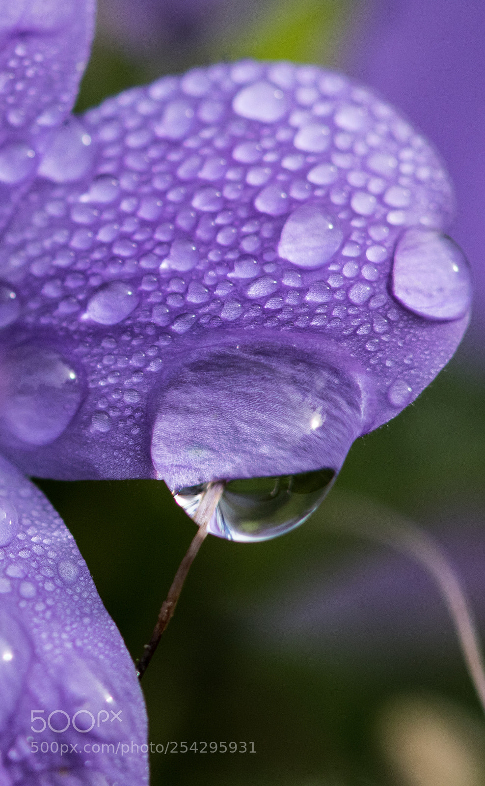 Canon EOS 7D Mark II sample photo. After the rain photography