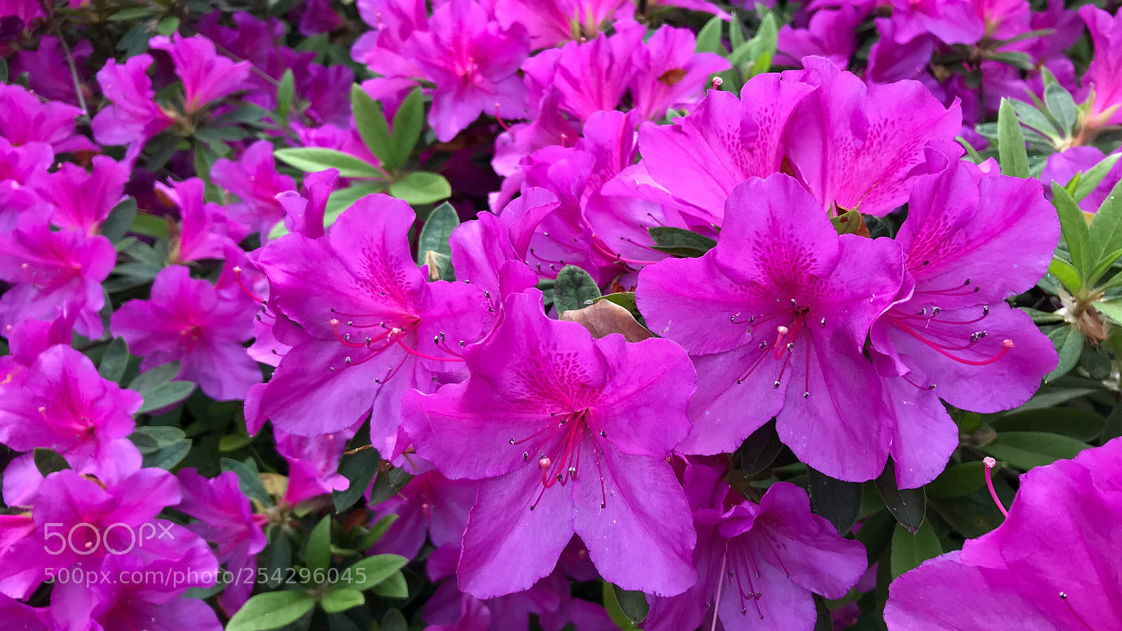 Apple iPhone 7 sample photo. Azaleas 杜鹃花 photography
