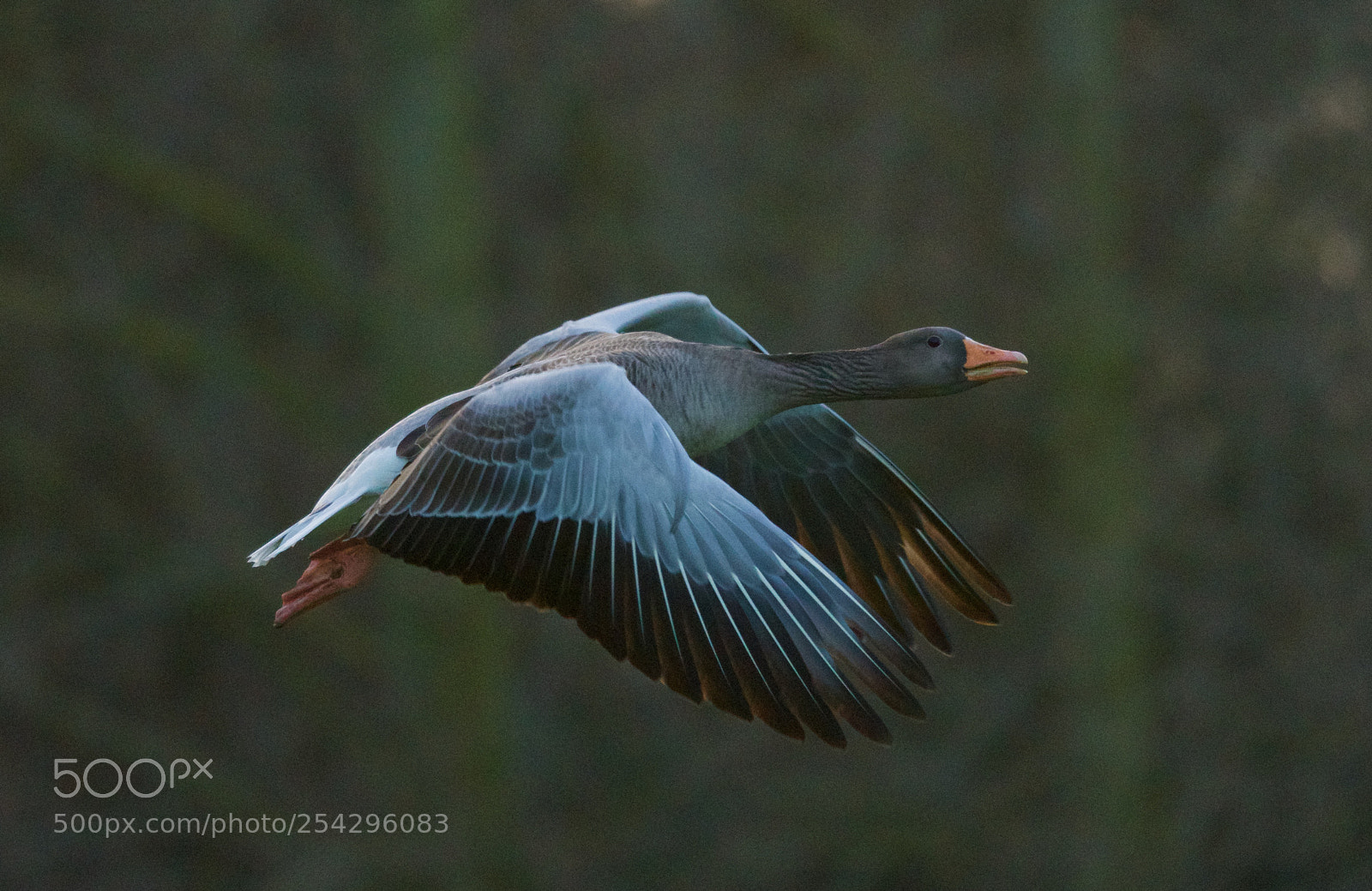 Nikon D500 sample photo. Flight through woods photography