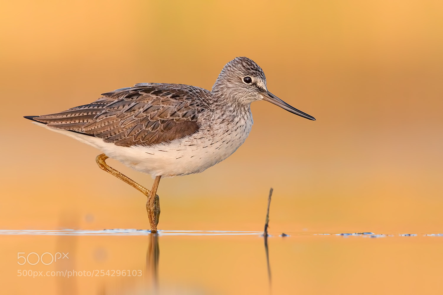 Canon EOS 5D Mark IV sample photo. Song of light  (greenshank) photography