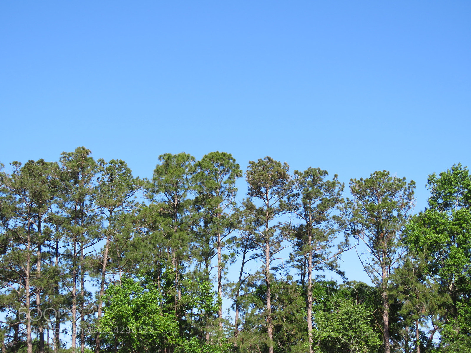 Canon PowerShot SX60 HS sample photo. Img photography