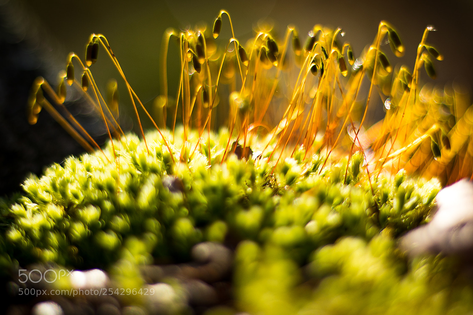 Canon EOS 77D (EOS 9000D / EOS 770D) sample photo. Moss in the forest photography