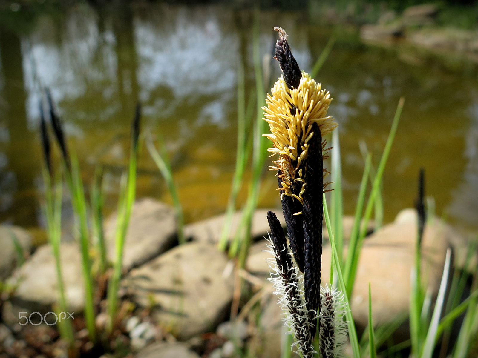 Canon PowerShot S100 sample photo. Spring near our pond photography