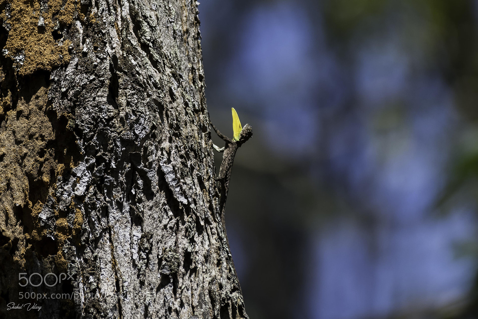 Nikon D500 sample photo. Draco flying lizard photography