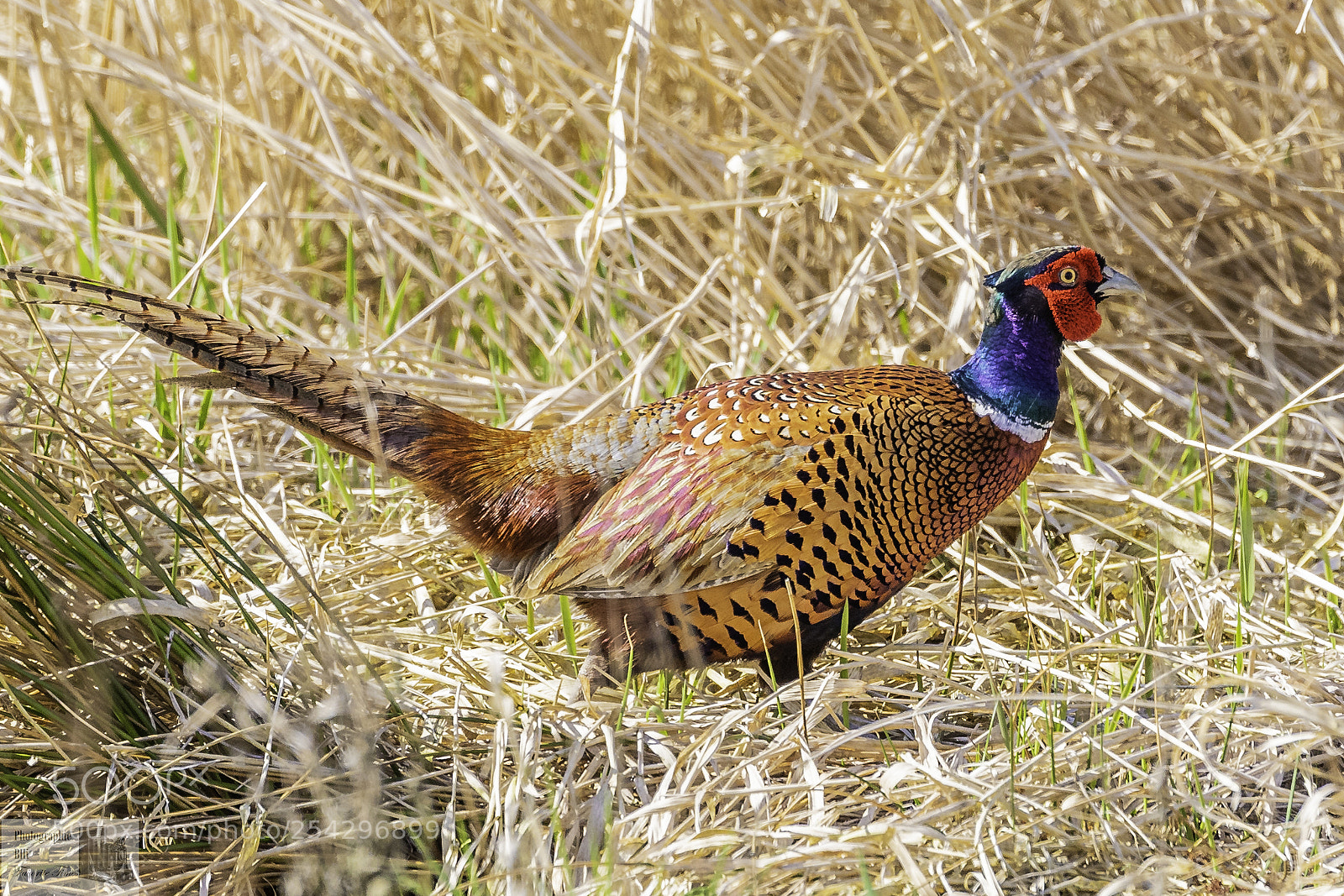 Canon EOS-1D X Mark II sample photo. Pheasant photography