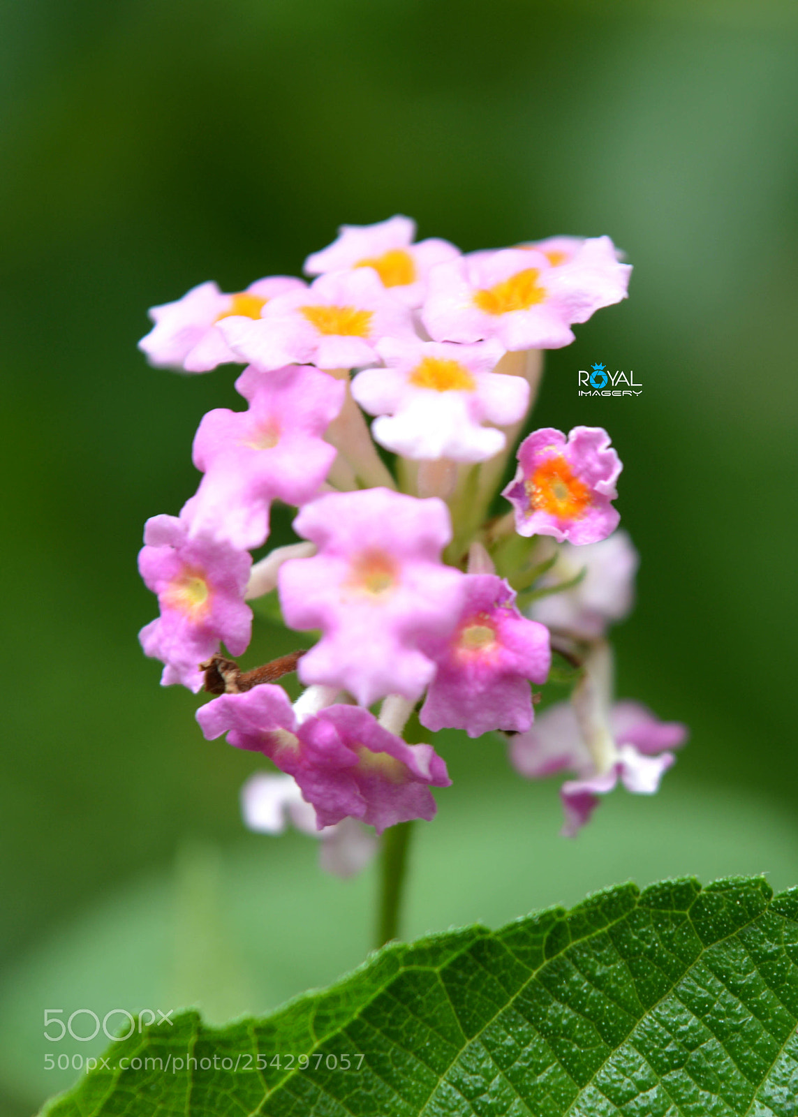 Nikon D3200 sample photo. F014 photography