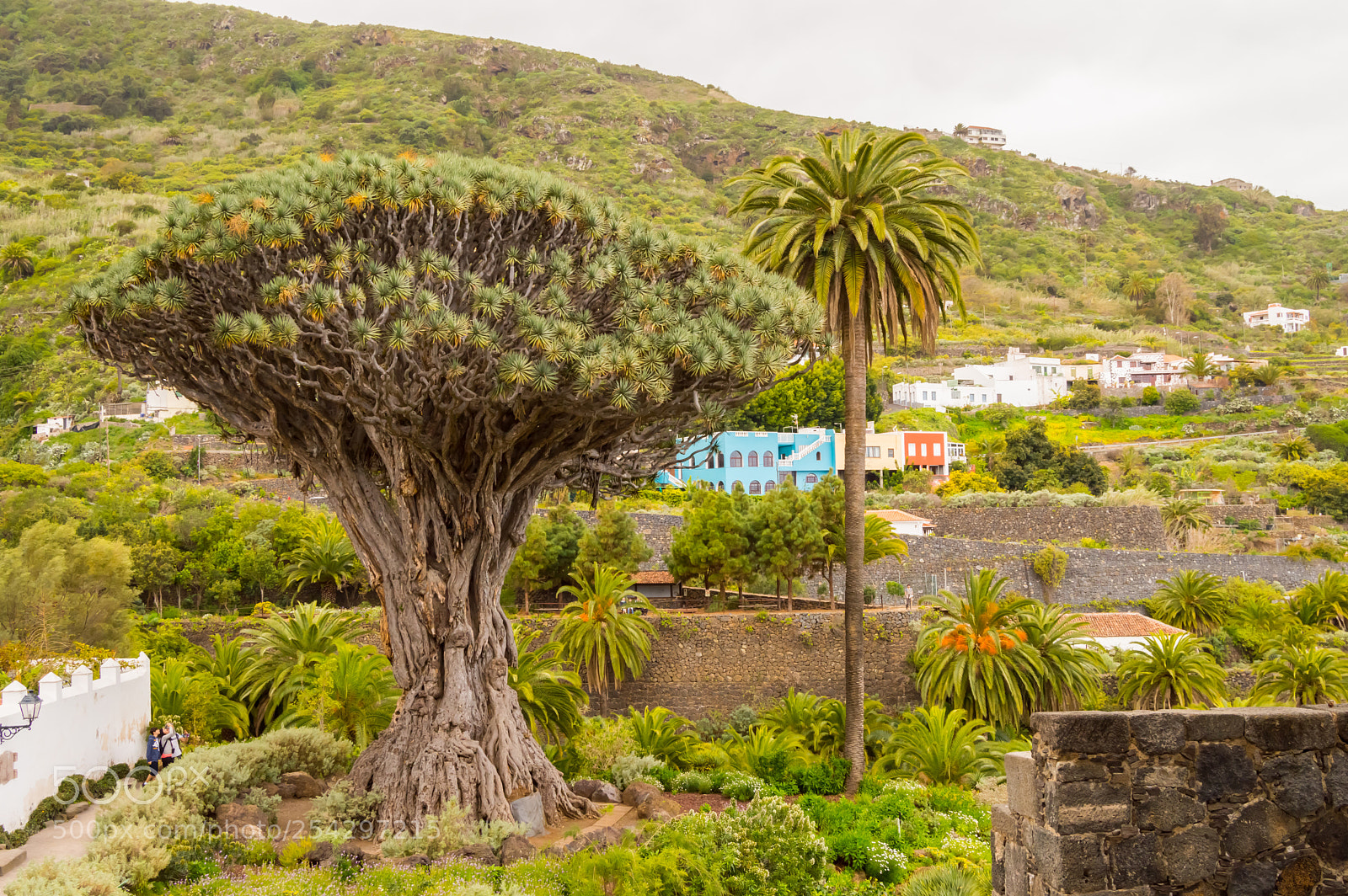 Nikon D3200 sample photo. The millennial dragon tree photography