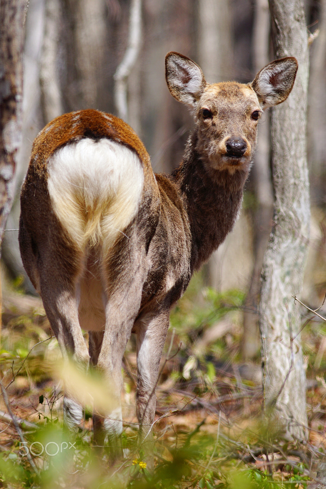 Canon EF 400mm F5.6L USM sample photo. Cute backside photography