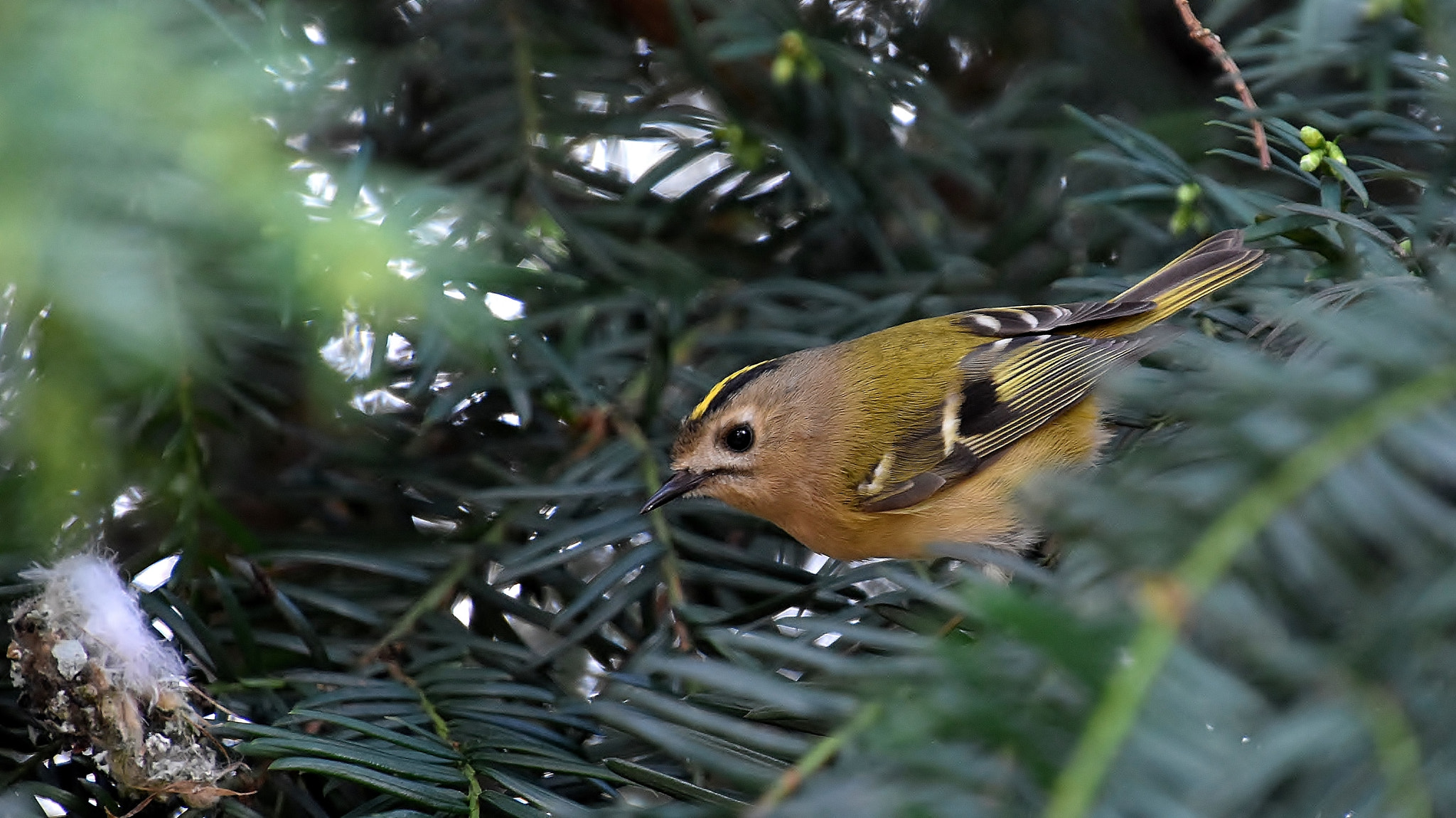 Nikon D7200 sample photo. Not looking happy... photography