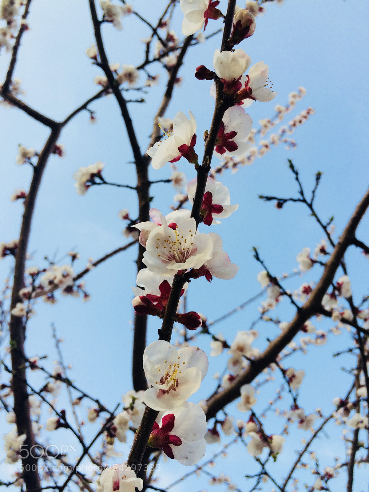 Apple iPhone 5s sample photo. Spring photography