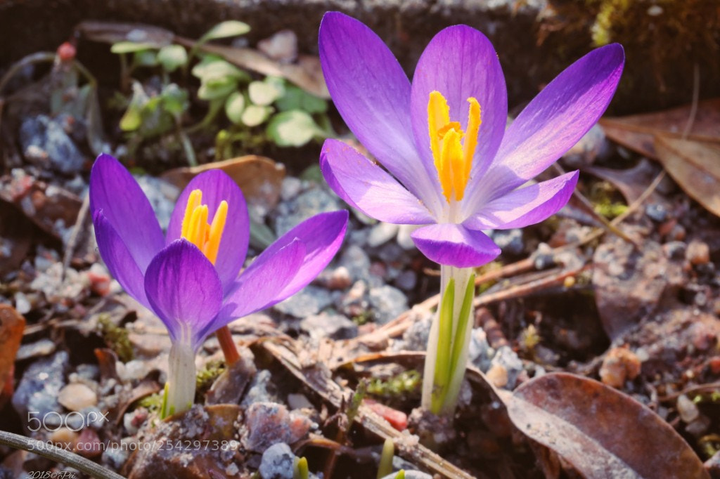 Canon EOS 5D Mark IV sample photo. Crocus photography