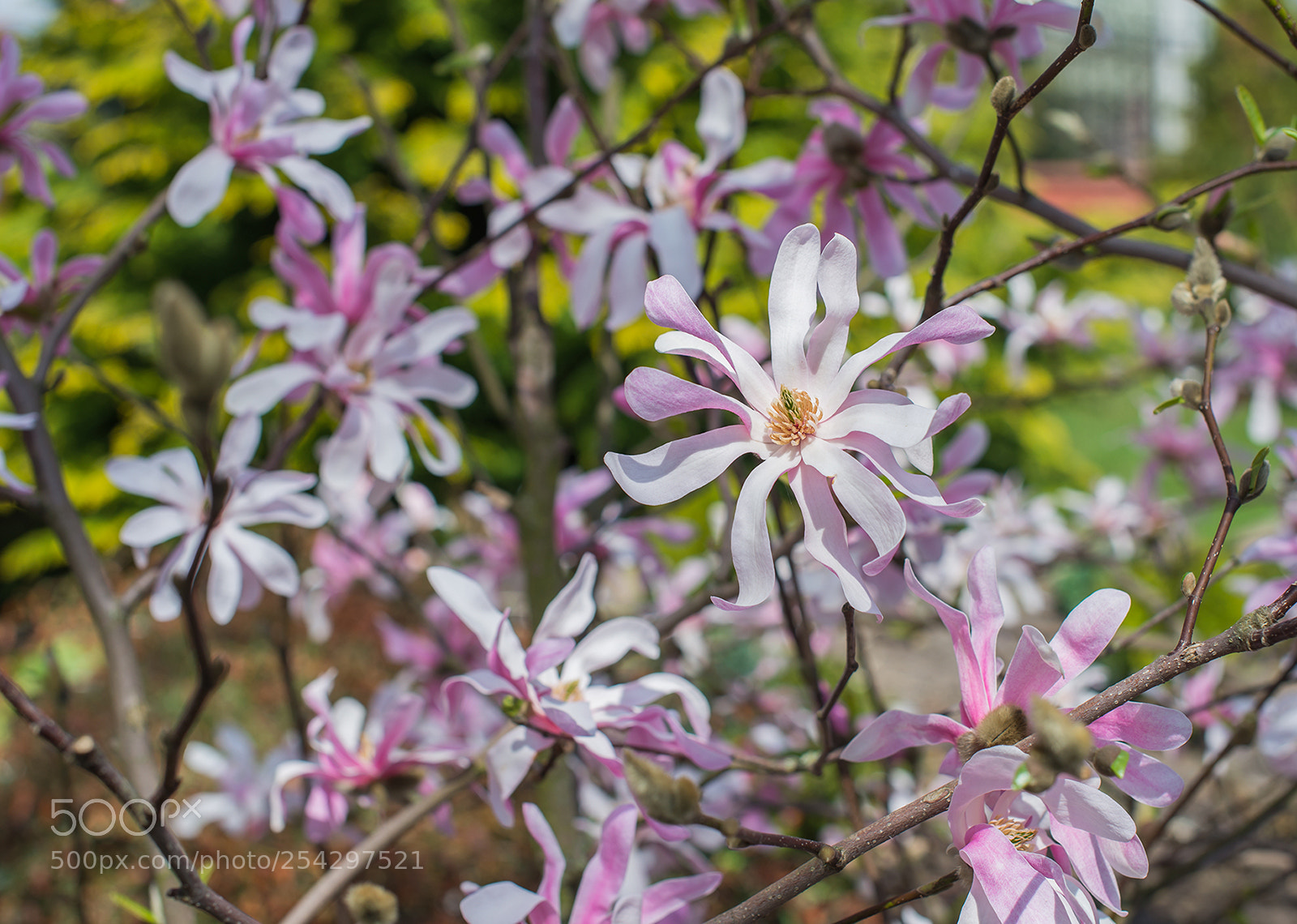 Nikon D610 sample photo. World of magnolia photography