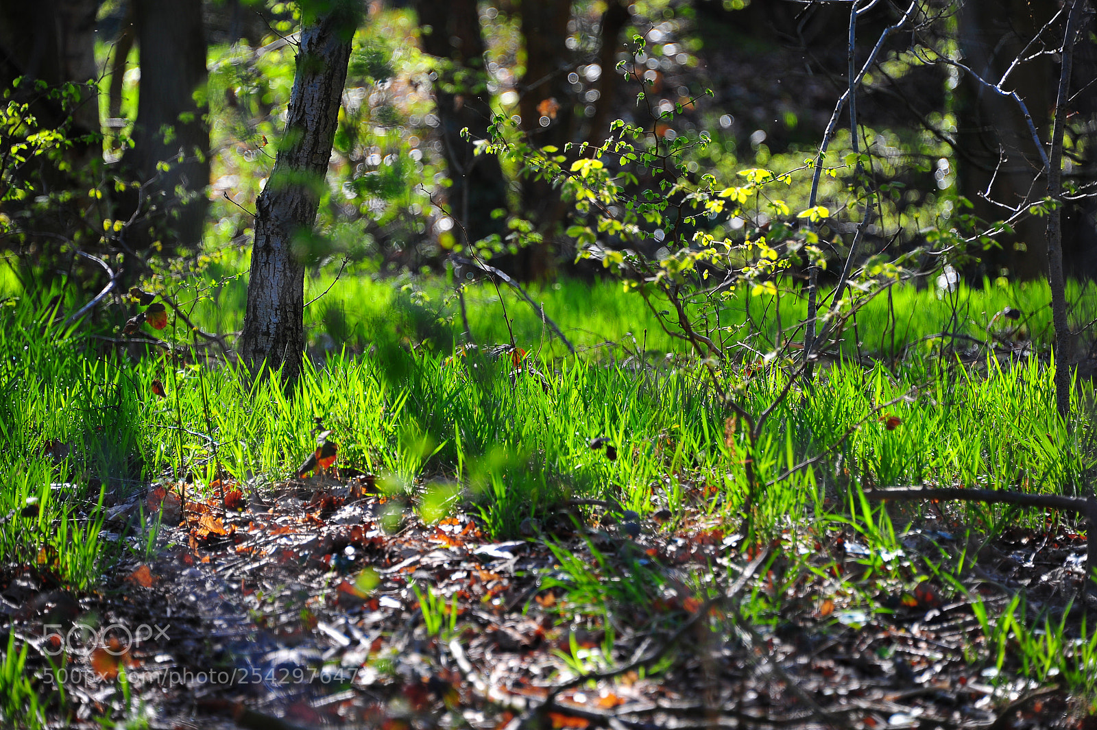 Nikon D700 sample photo. Summer photography
