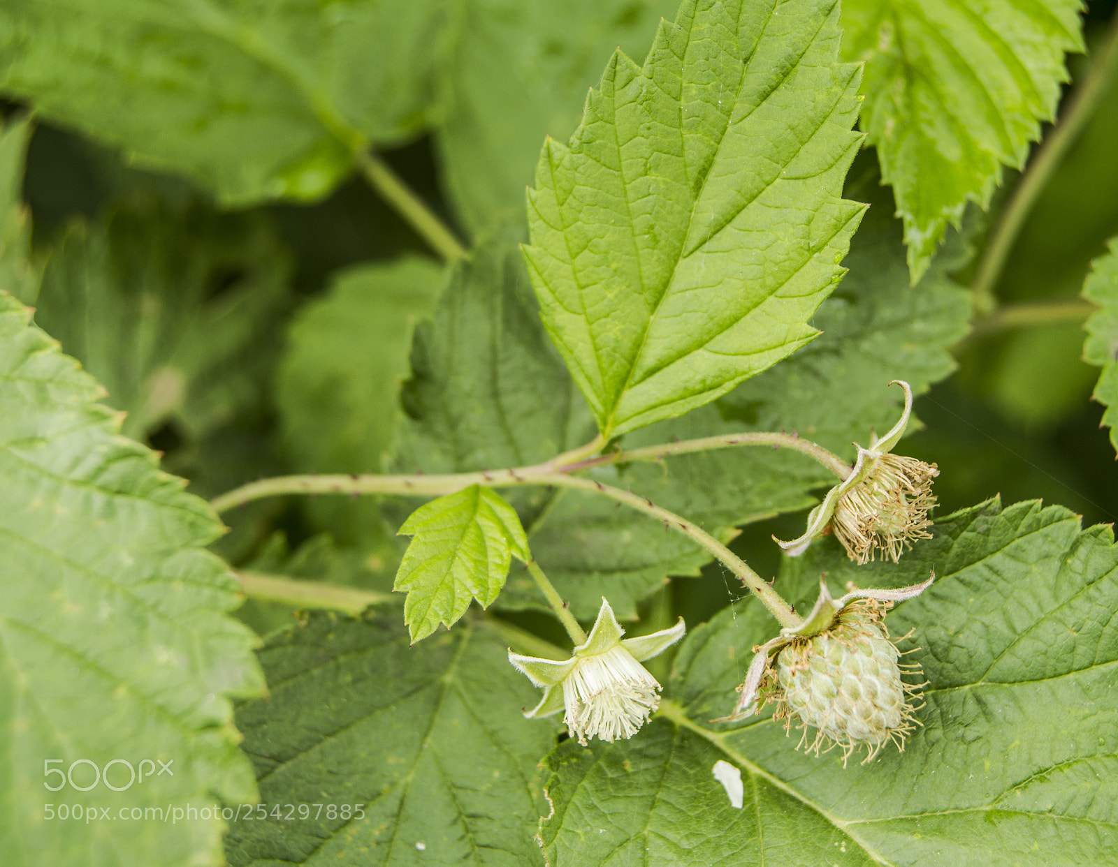 Nikon D3200 sample photo. Unripe raspberry berries and photography
