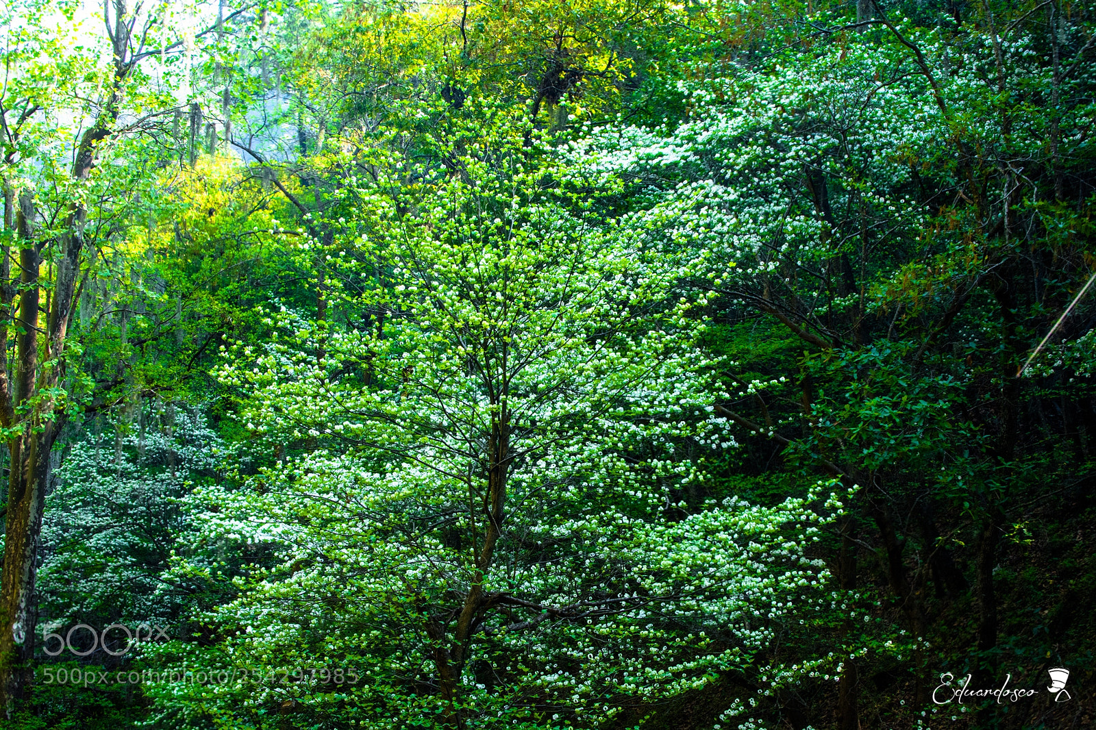 Nikon D7100 sample photo. Green nature photography