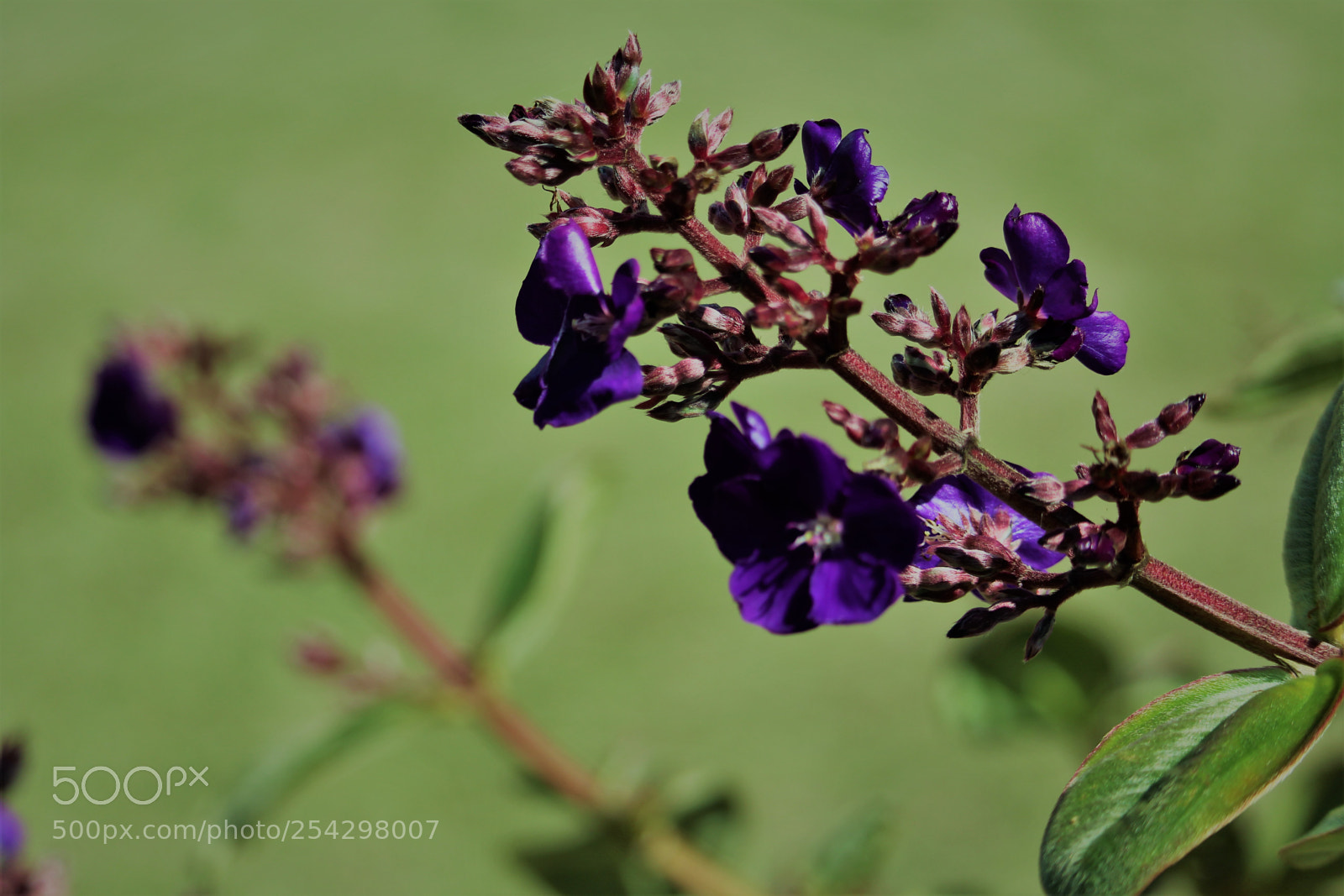 Canon EOS 1200D (EOS Rebel T5 / EOS Kiss X70 / EOS Hi) sample photo. Purple tiny flower photography