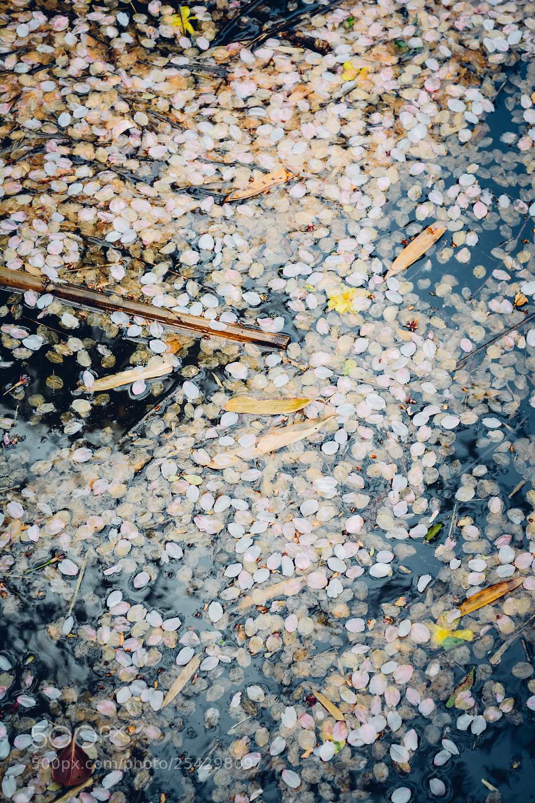 Nikon D7100 sample photo. D photography