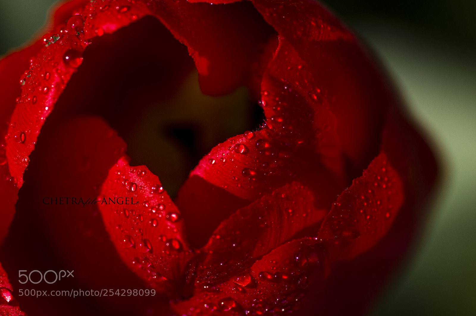 Pentax K-3 II sample photo. Untitled photography
