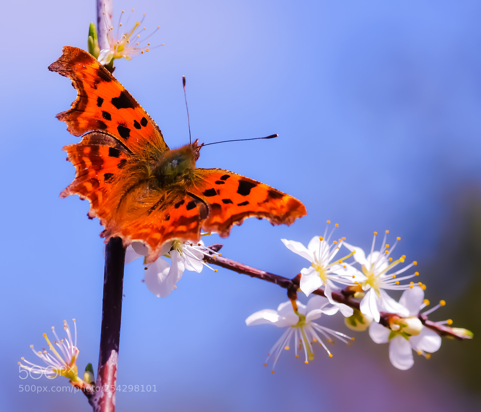 Nikon D3200 sample photo. Spring butterfly photography