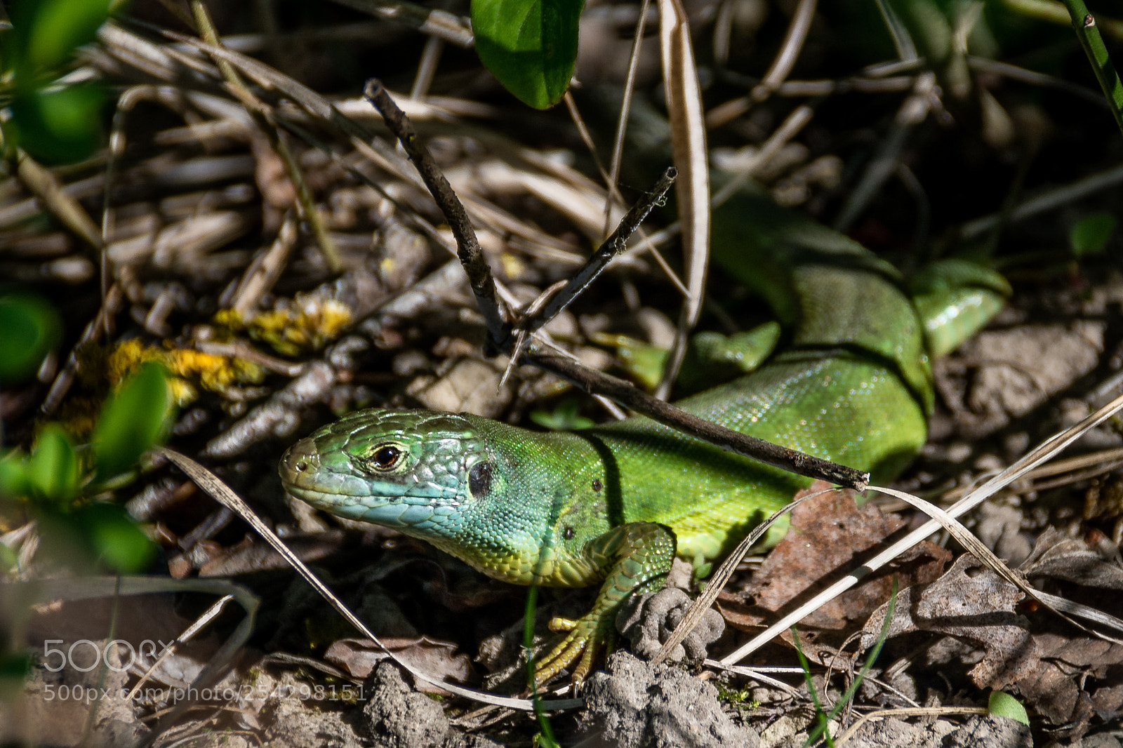Nikon D7200 sample photo. Smaragd in der wiese photography