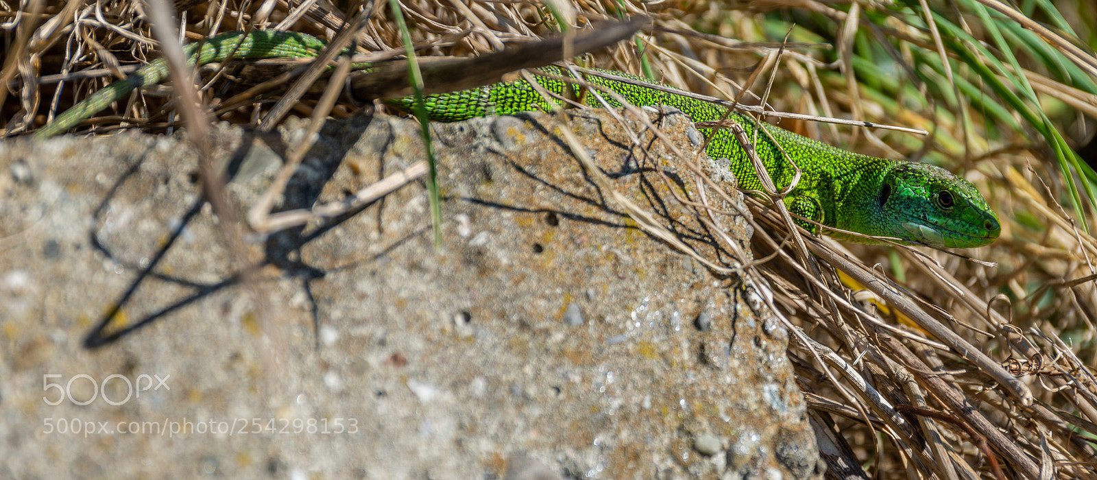 Nikon D7200 sample photo. Smaragd in der wiese photography