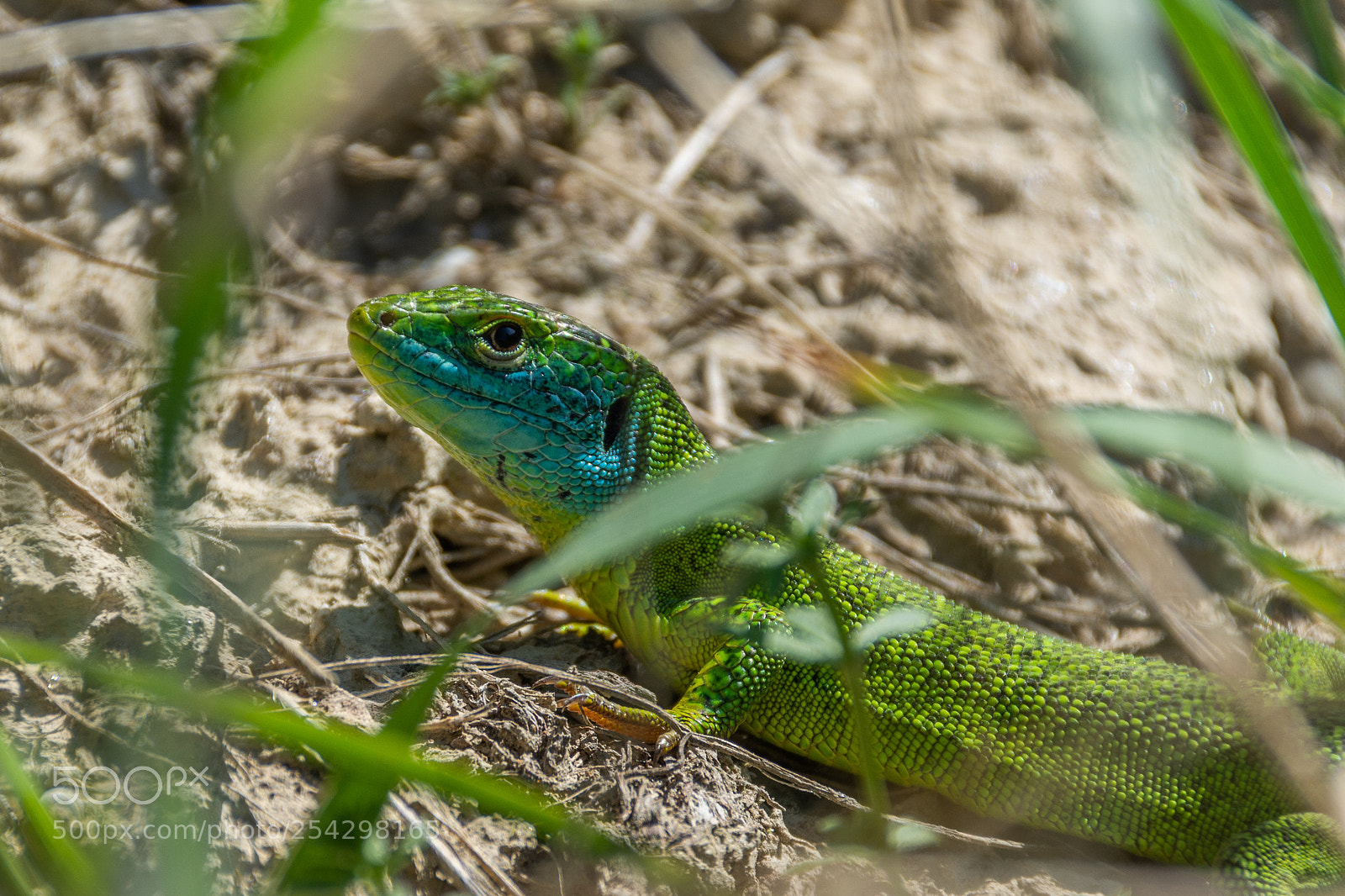 Nikon D7200 sample photo. Smaragd in der wiese photography