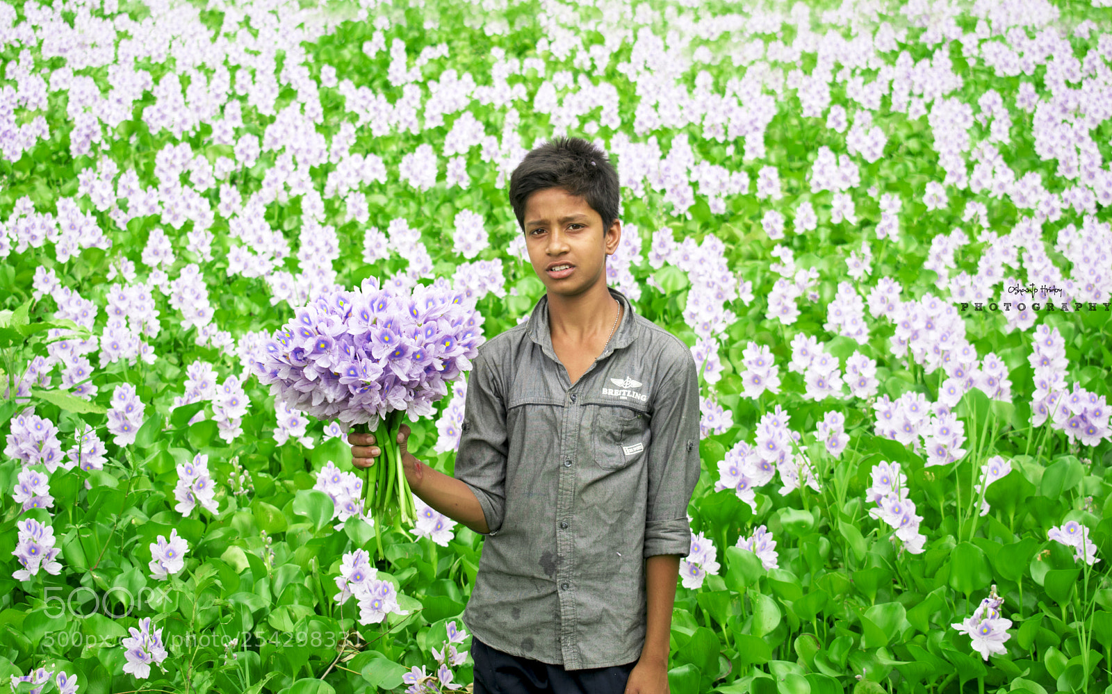 Nikon D5300 sample photo. কচুরি পানা ফুল photography