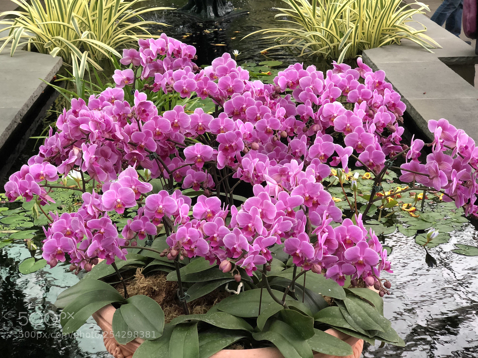 Apple iPhone X sample photo. A burst of spring! photography