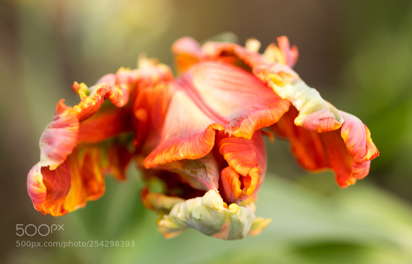 Nikon D3300 sample photo. Tulip photography