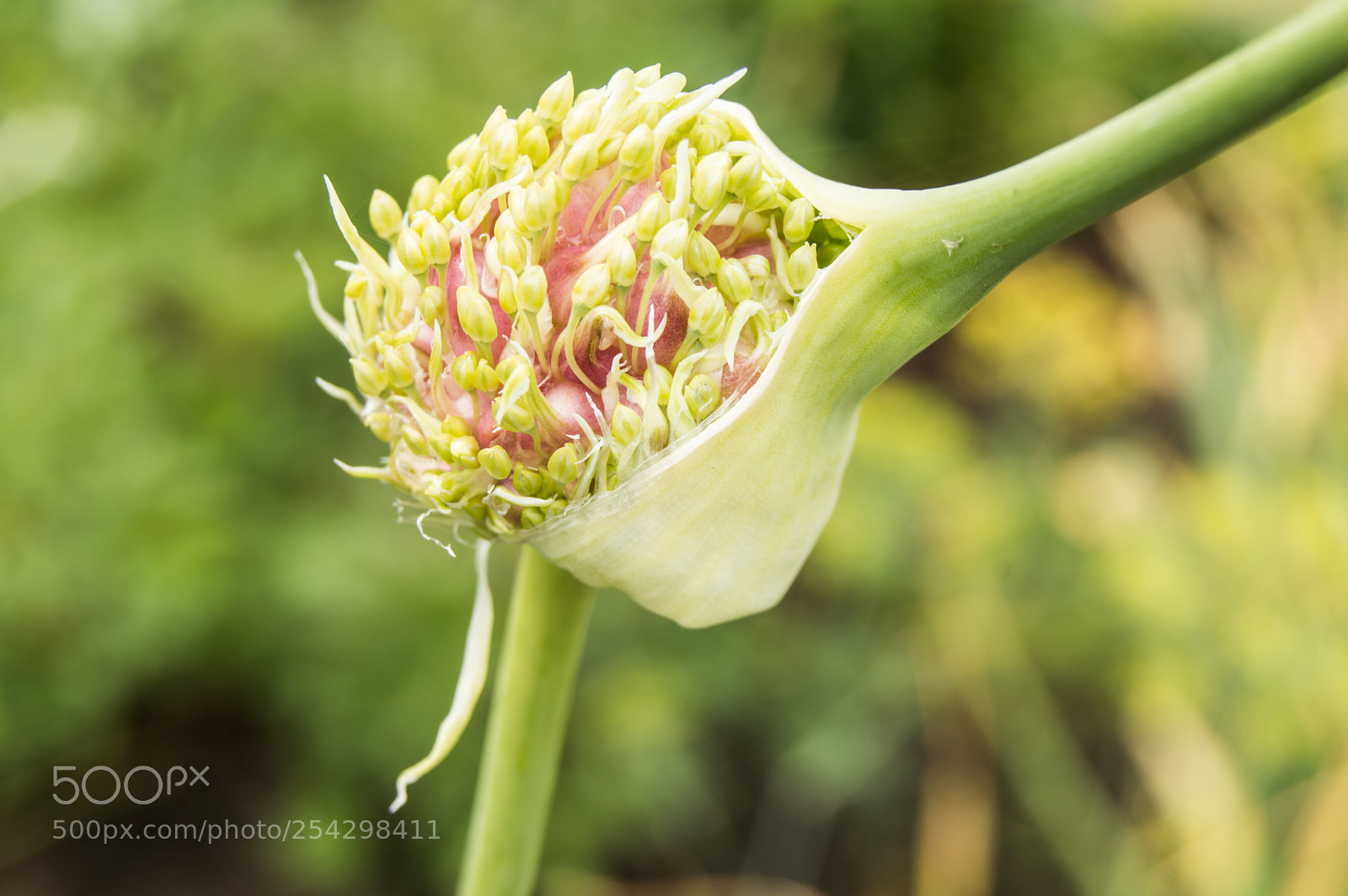 Nikon D3200 sample photo. Seeds of garlic on photography