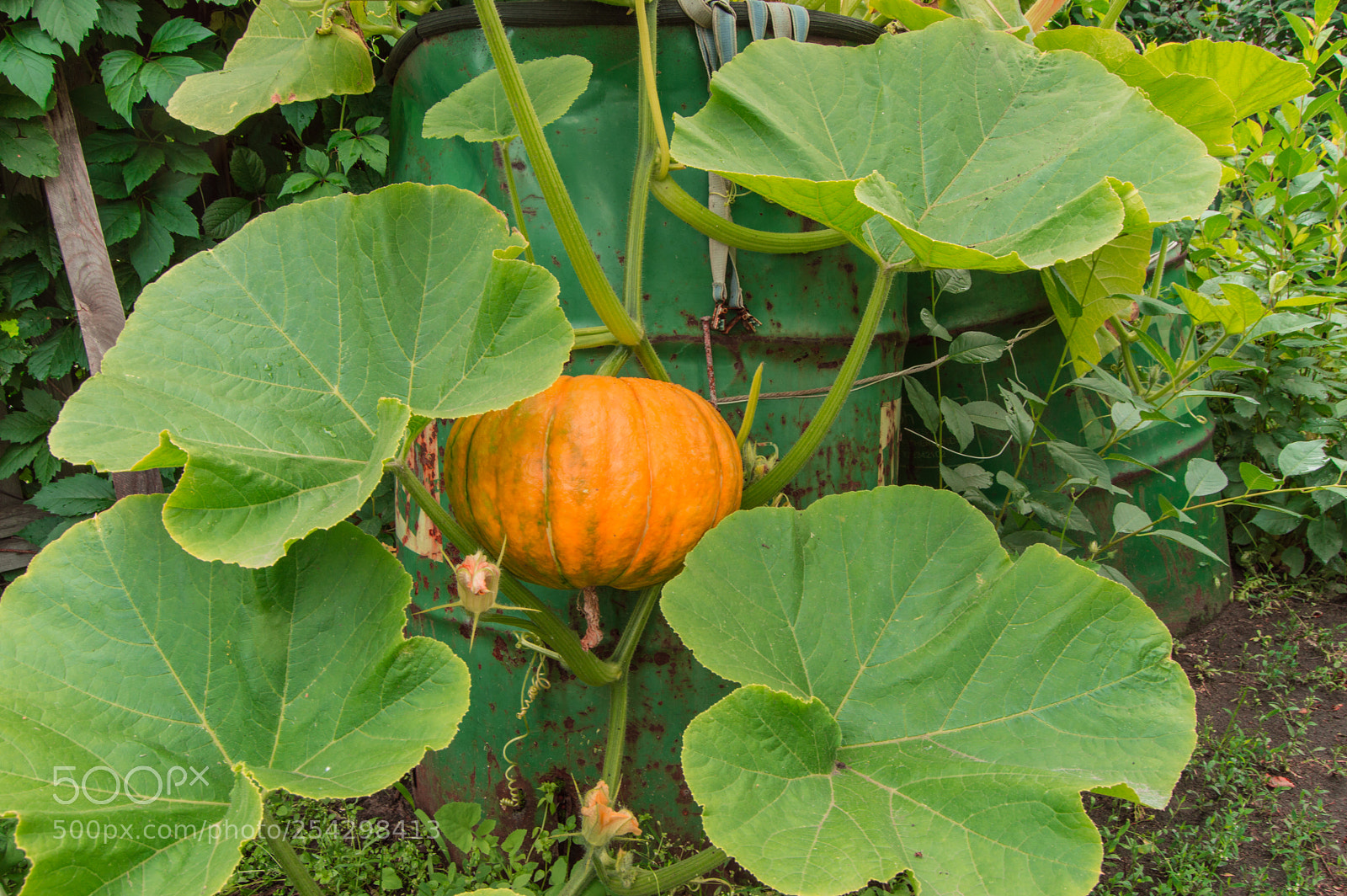 Nikon D3200 sample photo. Orange pumpkin among the photography