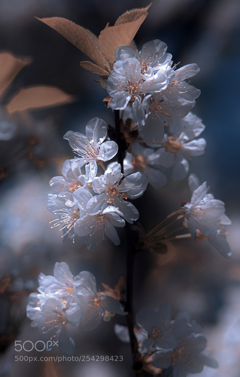 Nikon D610 sample photo. Flowers photography