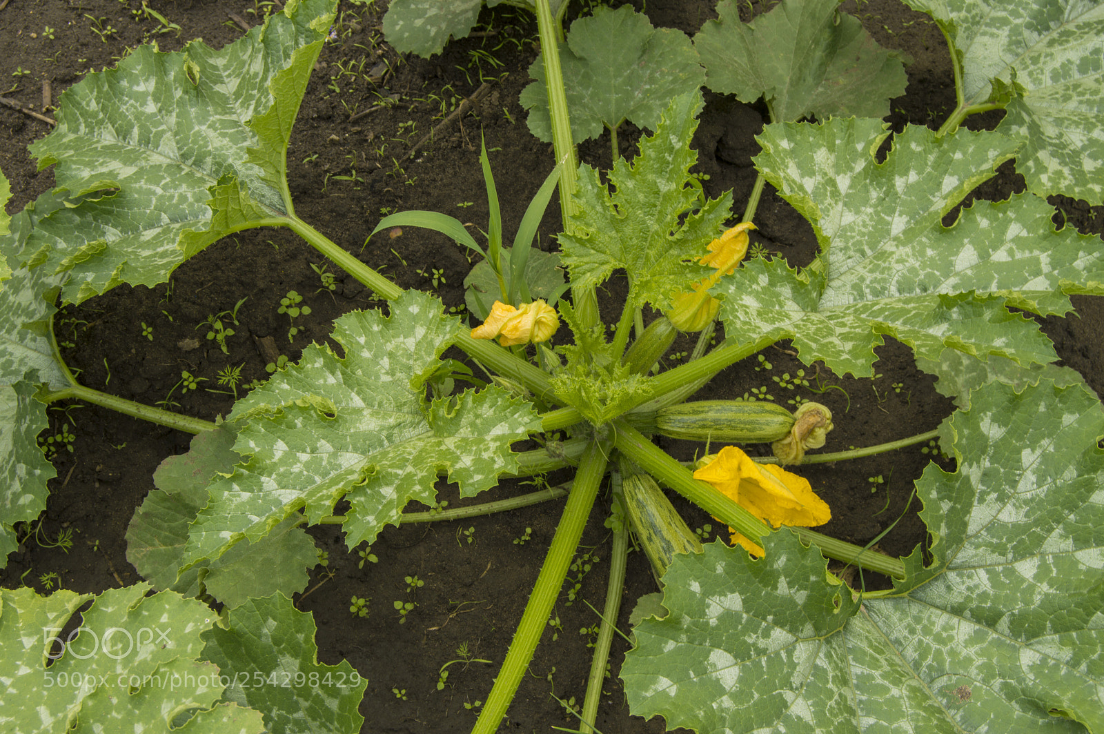 Nikon D3200 sample photo. Zucchini plant and flower photography