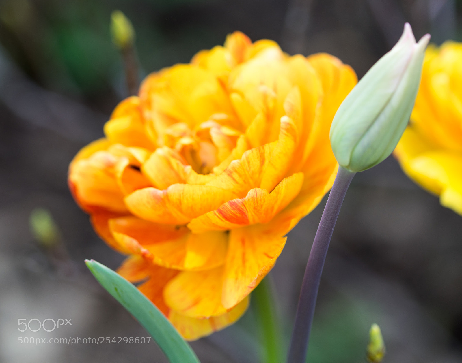 Nikon D3300 sample photo. Flower photography
