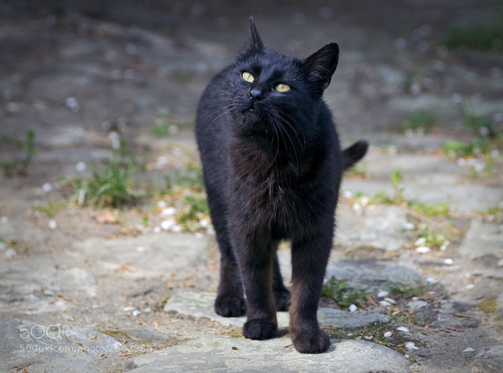 Nikon D810 sample photo. Black cat photography
