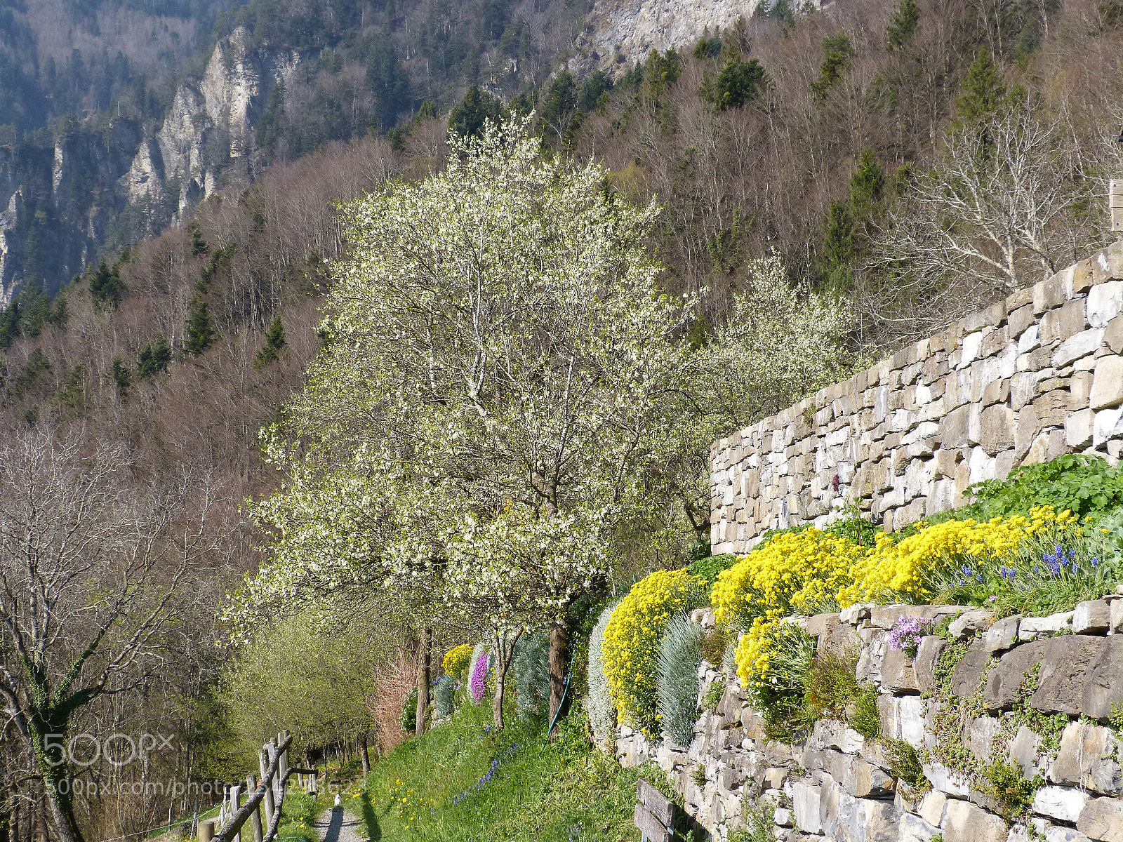 Panasonic DMC-FZ62 sample photo. Spring - trans swiss photography