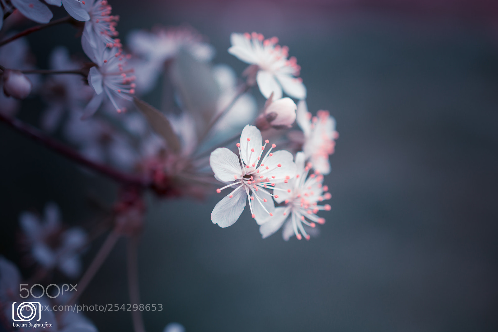 Nikon D5200 sample photo. Cherry blossom photography