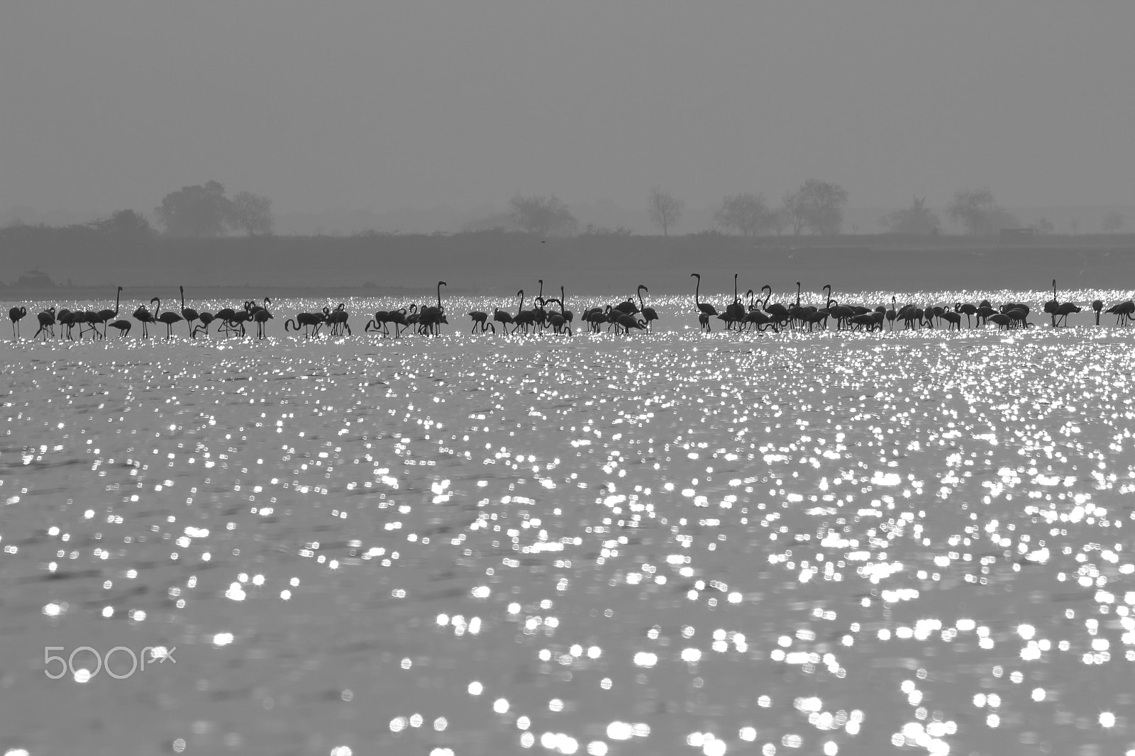 Sigma 150-500mm F5-6.3 DG OS HSM sample photo. Flamboyance photography