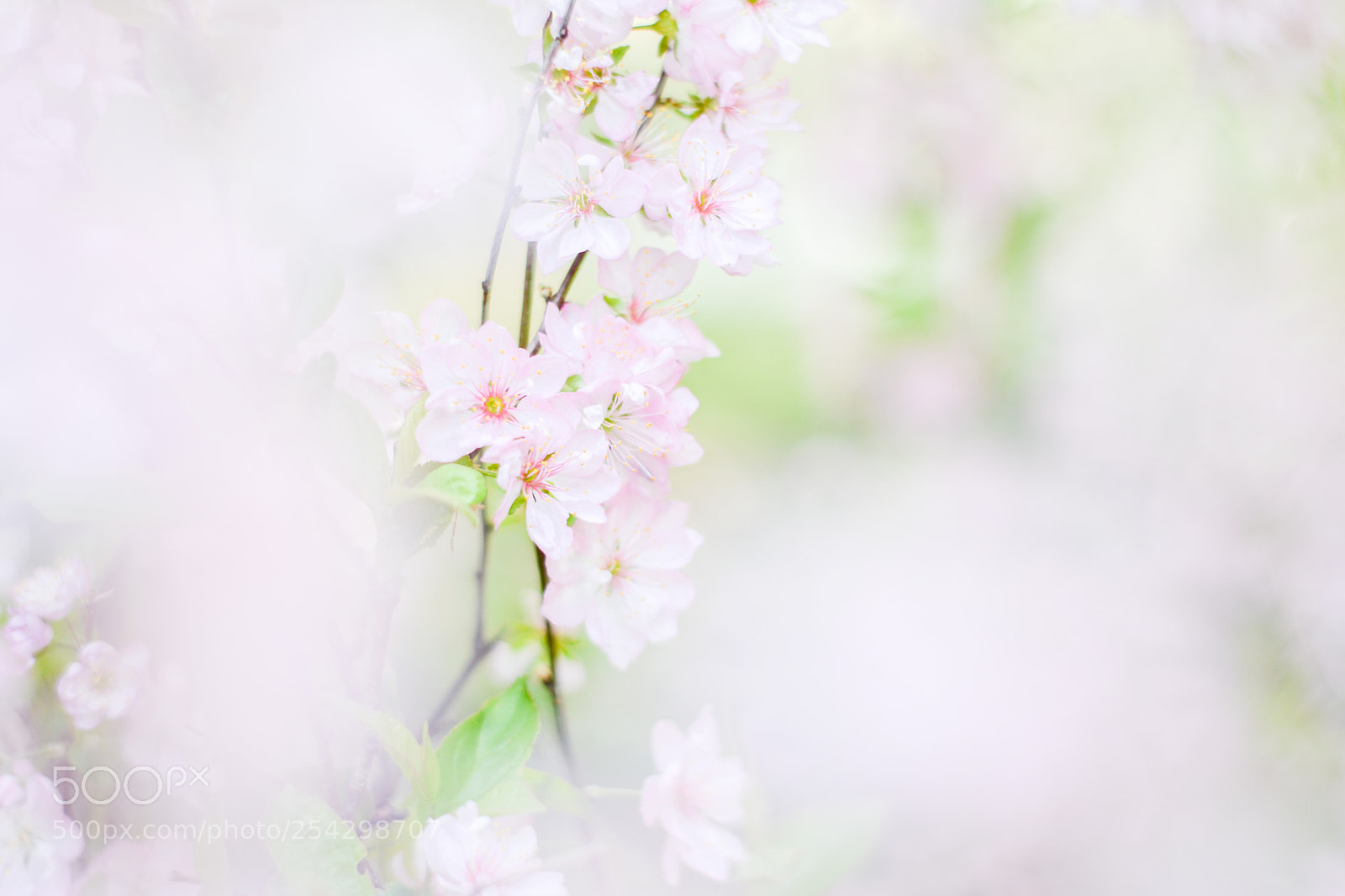 Nikon D7100 sample photo. D photography