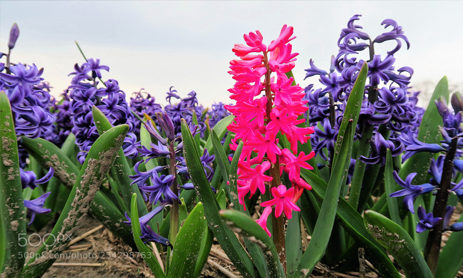 Canon PowerShot G7 X sample photo. Img photography