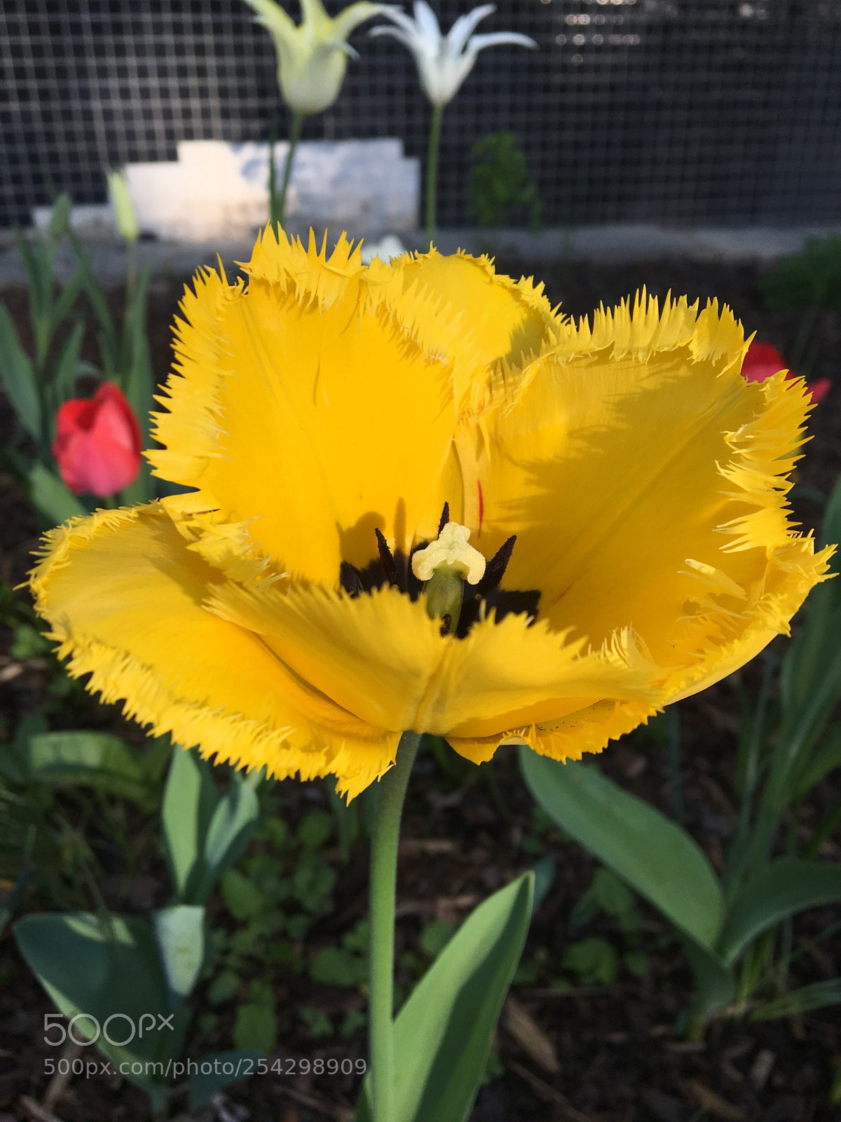 Apple iPhone 6s sample photo. Almost unreal photography
