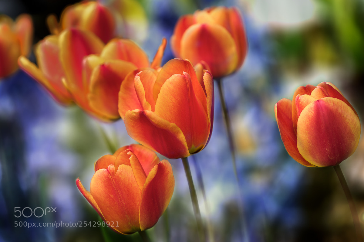 Nikon D5500 sample photo. Spring flowers 4 photography
