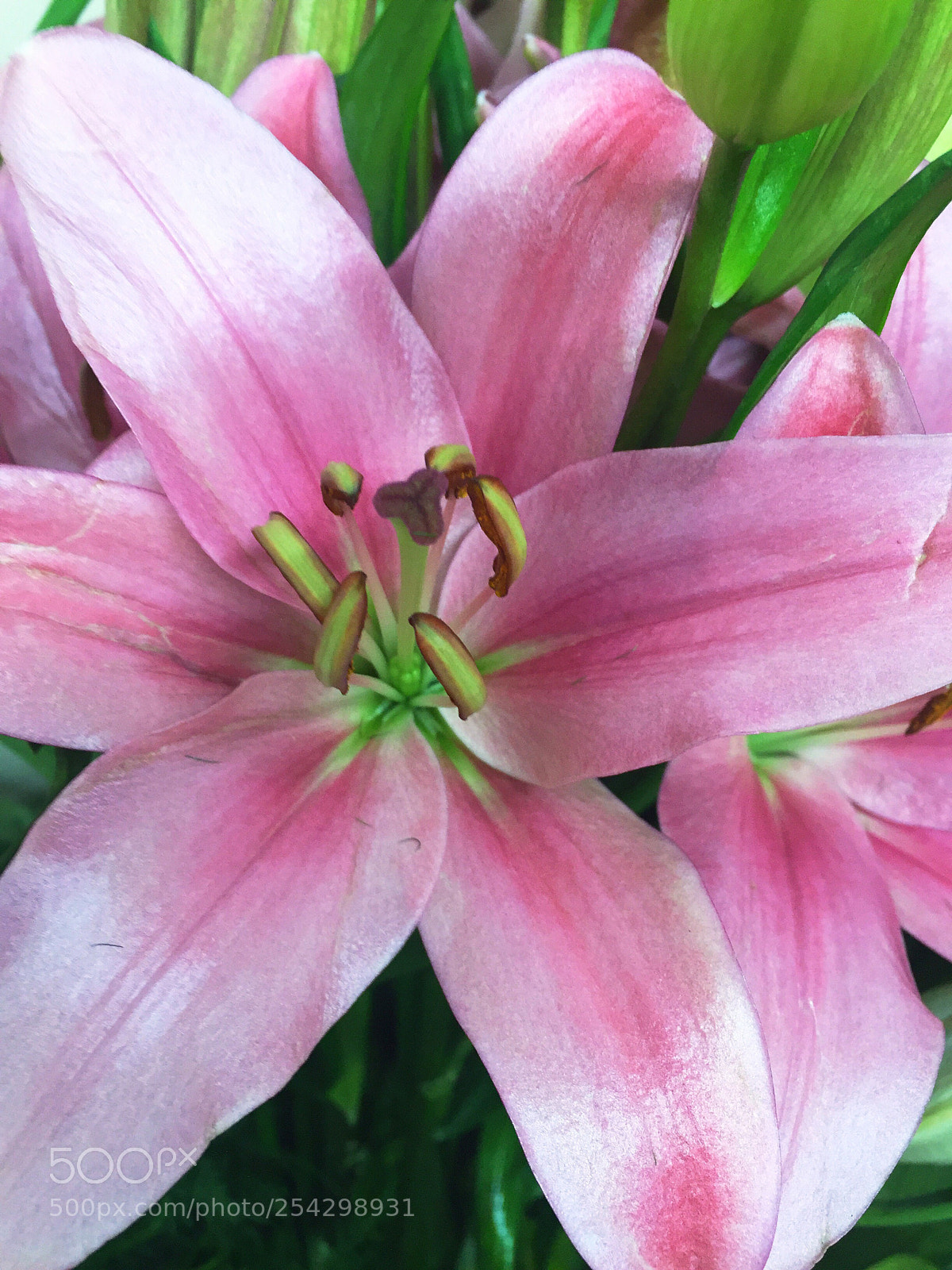 Apple iPhone 6 Plus sample photo. Today’s flower ?  photography