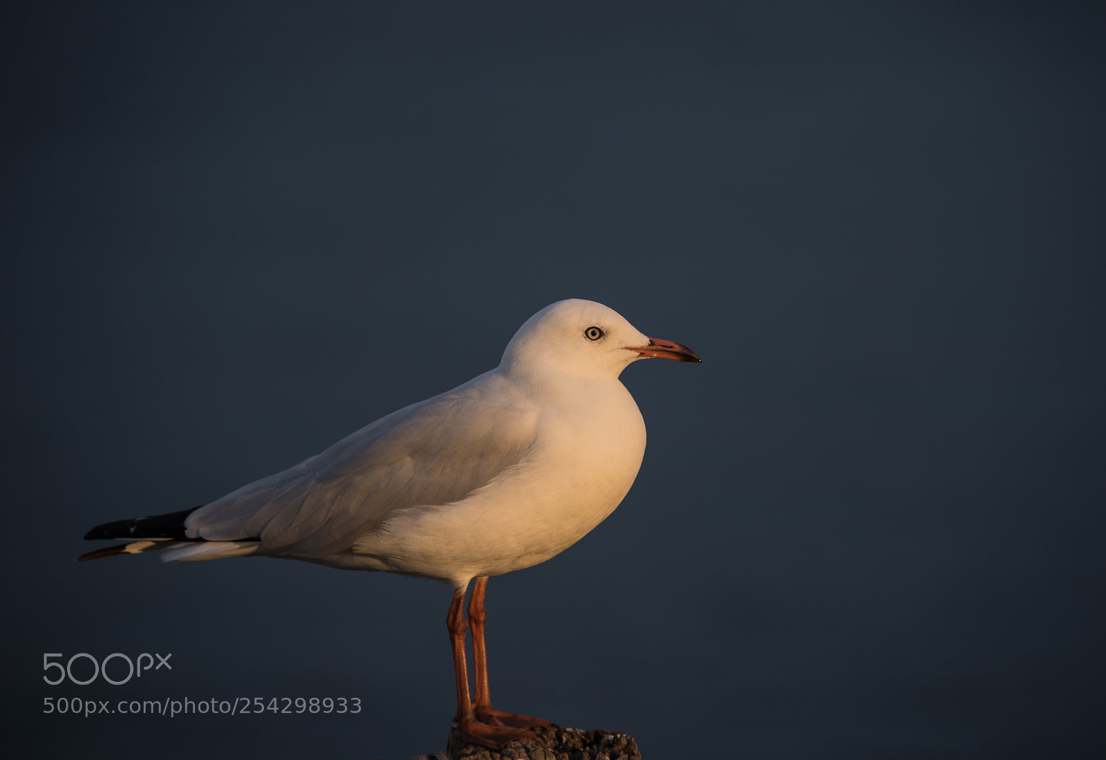 Nikon D810 sample photo. Sea mew  photography
