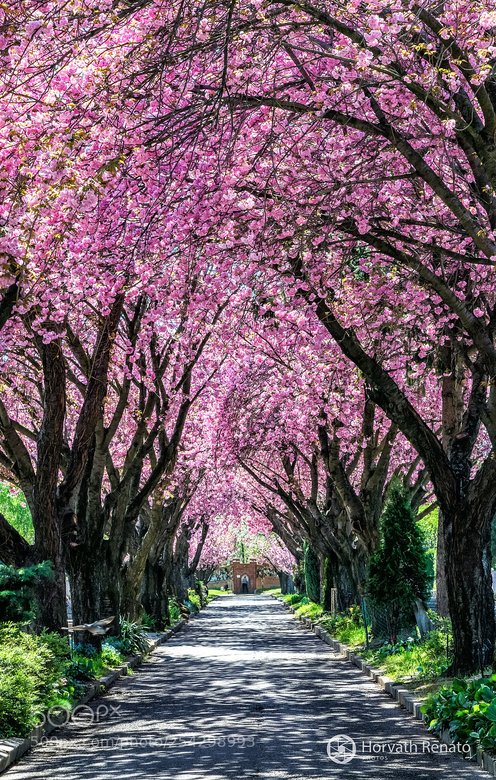 Nikon D3300 sample photo. Cemetery walkway in p photography