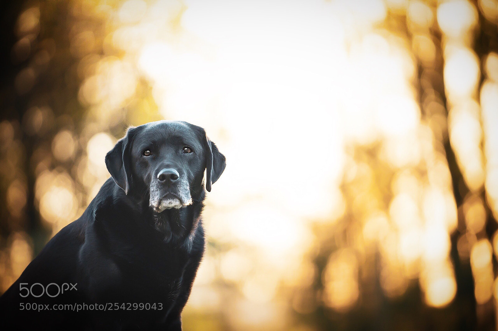 Sony a7 III sample photo. Untitled photography
