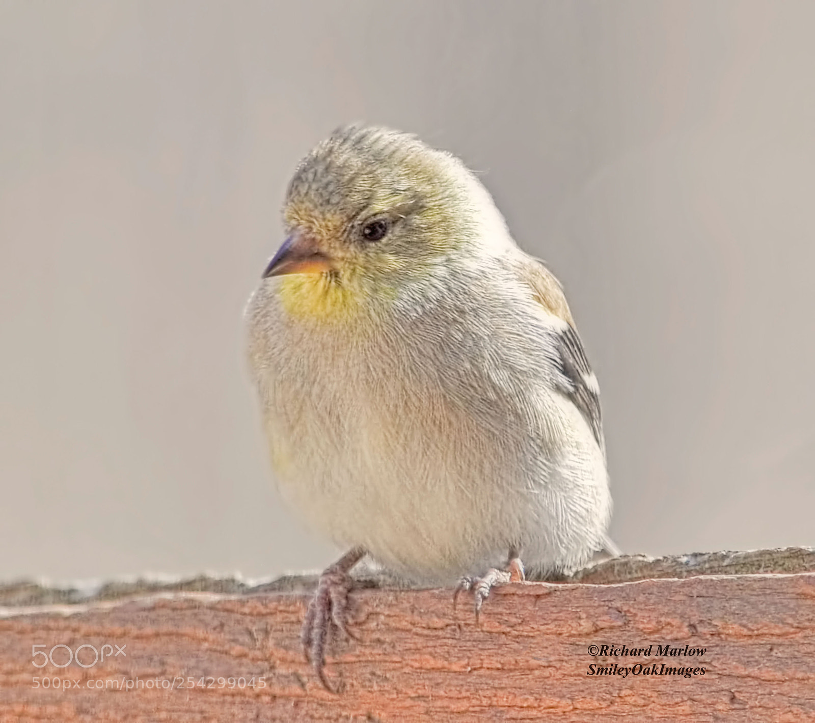 Nikon D5000 sample photo. Finch photography