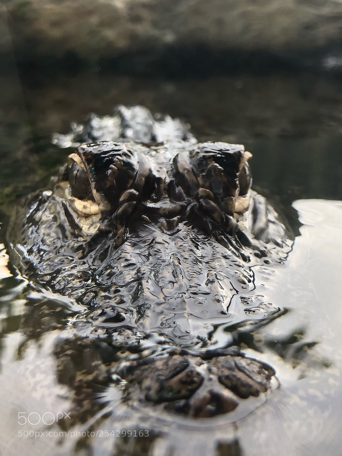 Apple iPhone 8 Plus sample photo. Interesting camouflage photography