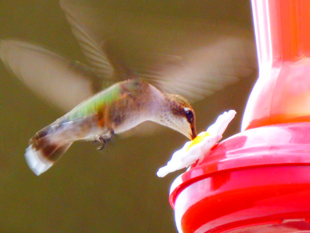 Fujifilm FinePix SL1000 sample photo. Spring birds photography